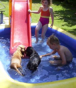 Kinder und Cocker im Pool